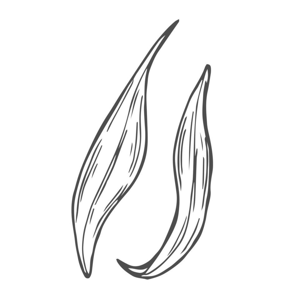 line drawing of bamboo or sugarcane leaves. vector