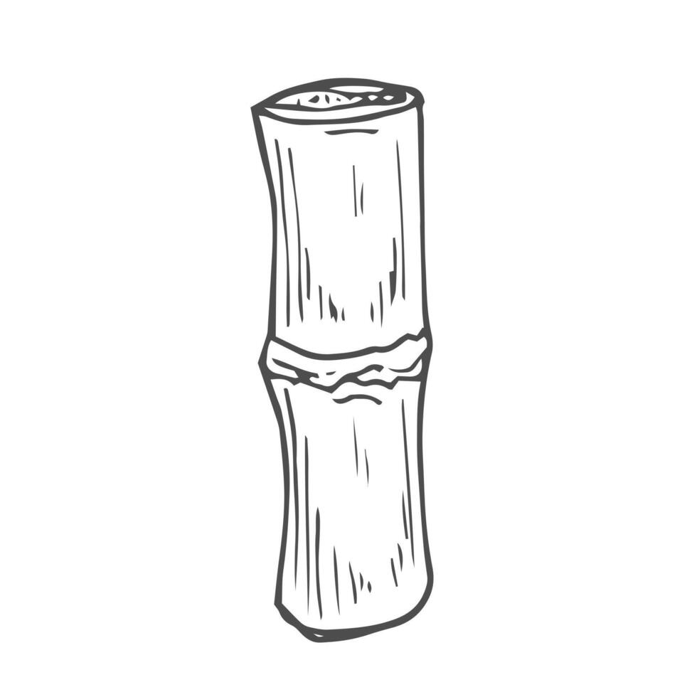 Sketch of sugarcane, with stems and leaves, isolated on a white background, suitable for packaging labels of processed sugarcane products. vector