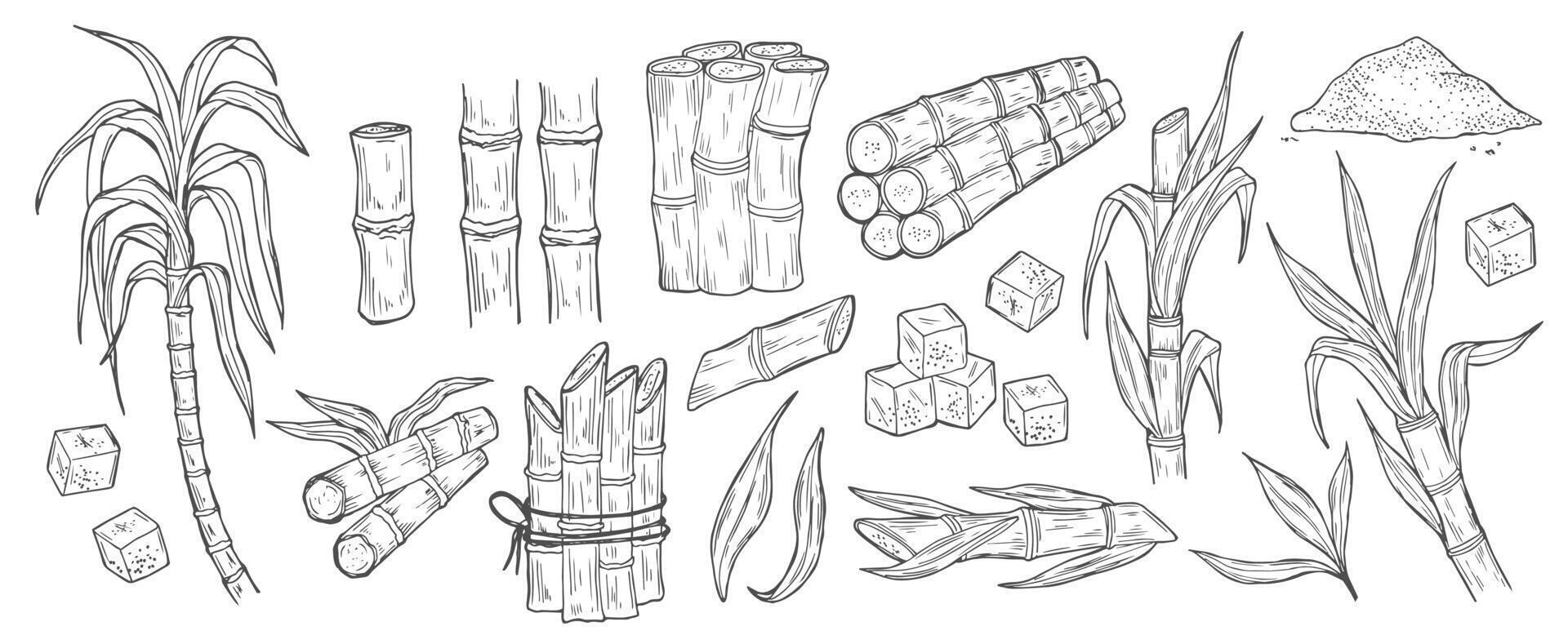 Sugar cane. Natural organic sweetener harvest illustration. Sugar cane plant, stem bunch, stalk and leaves, sweet spice cube and powder ingredient engraved sketch isolated set on background vector