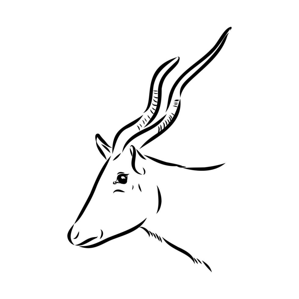 Addax antelope head hand sketch vector