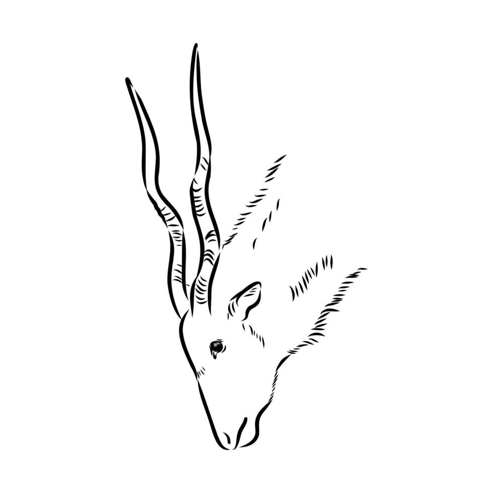 the head of a rare antelope addax sketch vector