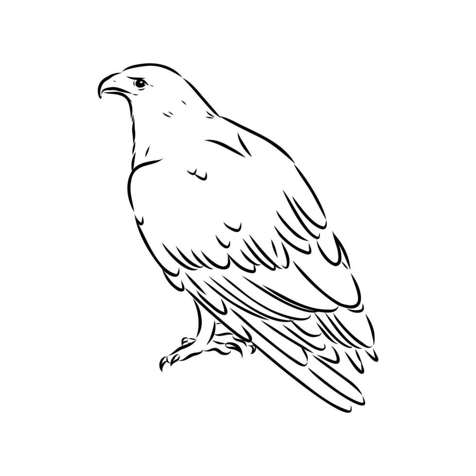 eagle buzzard aguya handmade drawing vector