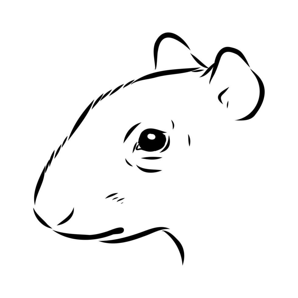 the head of the South American rodent agouti sketch vector