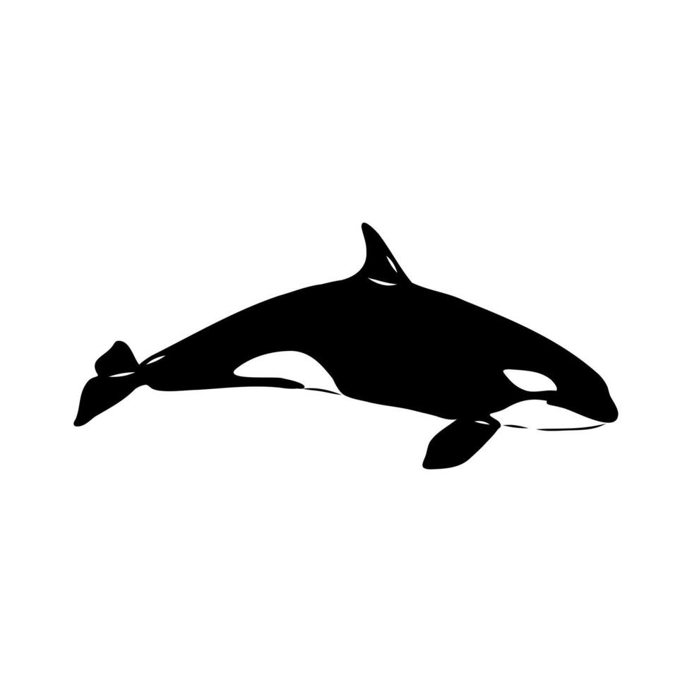 Marine predator killer whale drawing vector