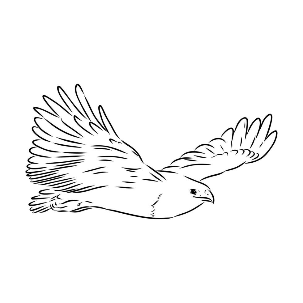 rock buzzard aguya drawing vector