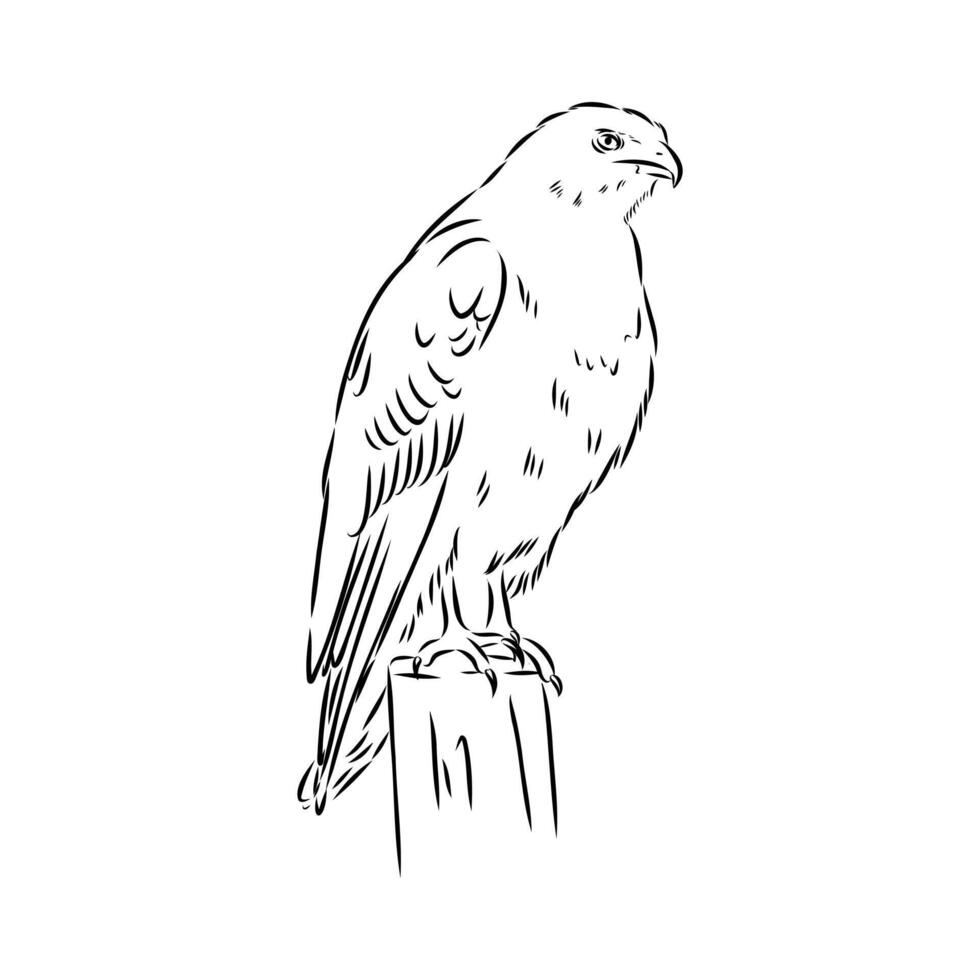 predatory eagle buzzard aguya sketch vector