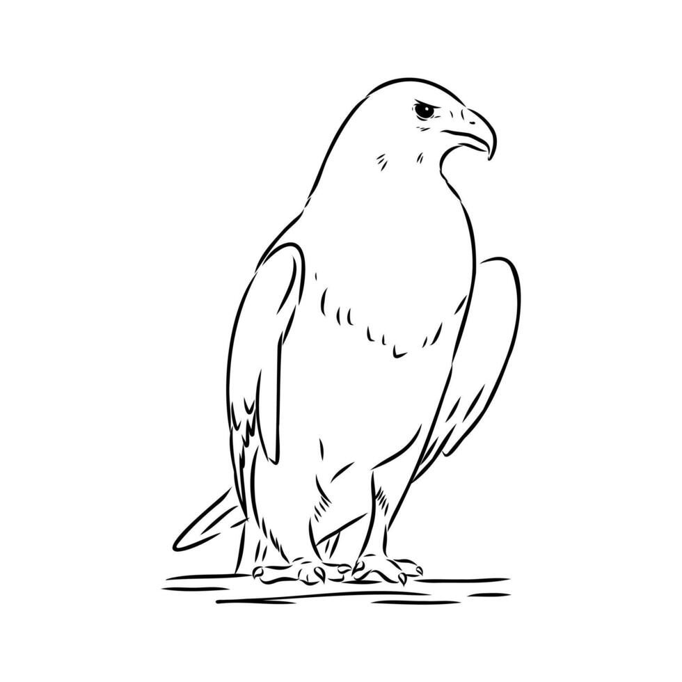 Predatory eagle buzzard aguya drawing vector