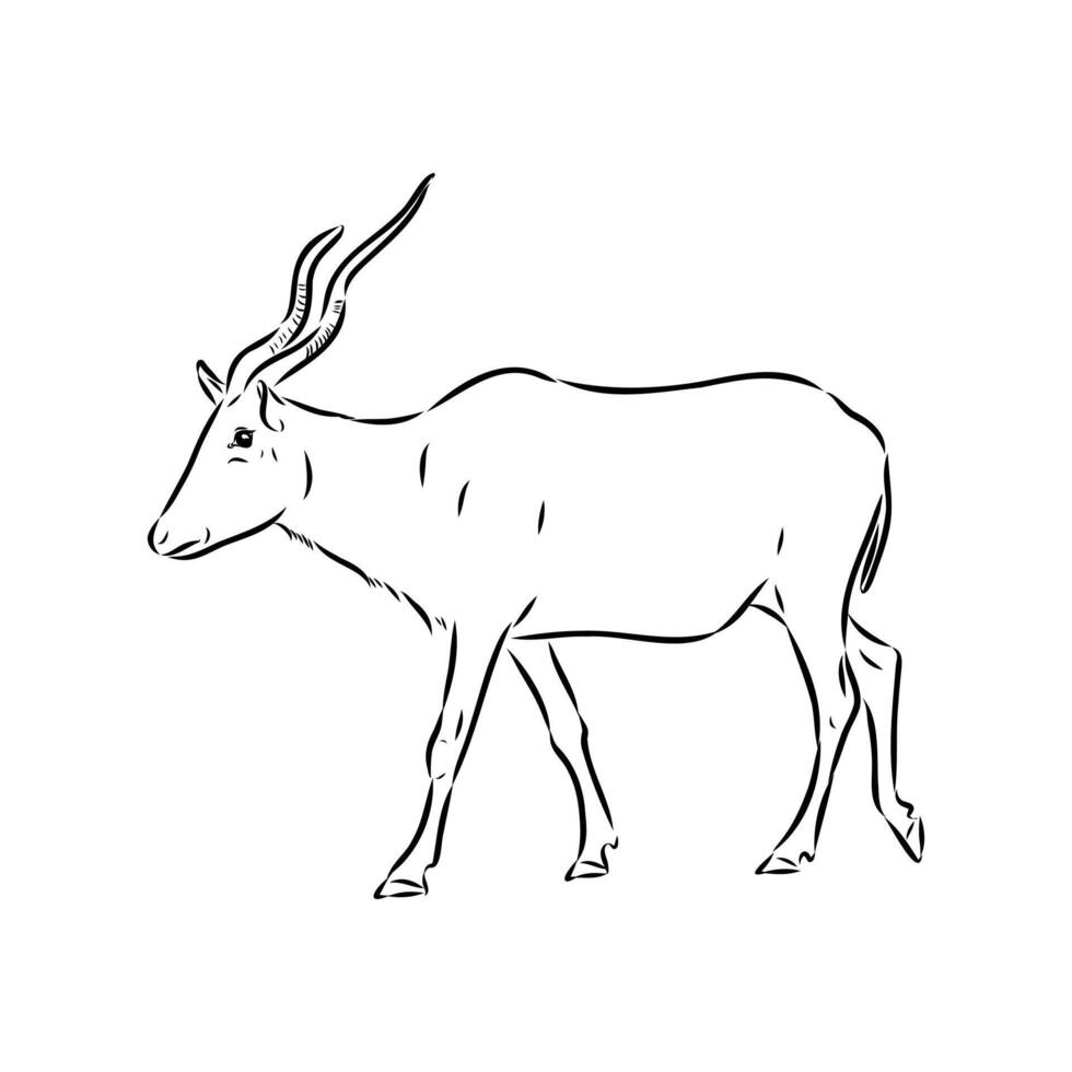 Saber-horned antelope addax handmade drawing vector