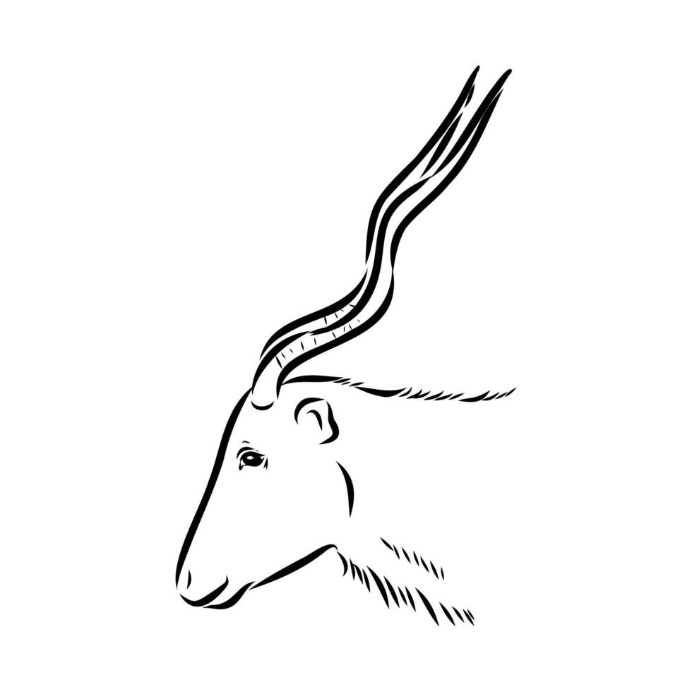 The head of a rare antelope addax drawing vector