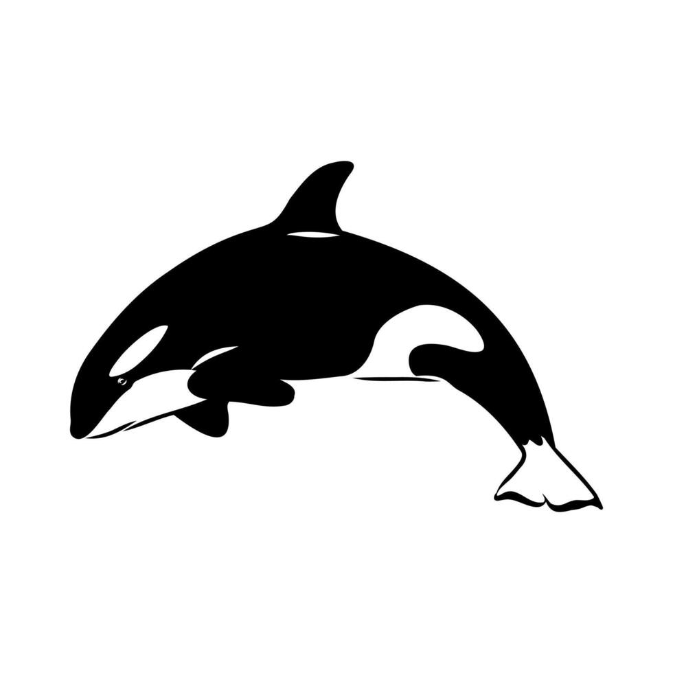 marine predator killer whale hand sketch vector