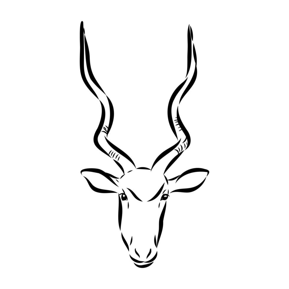 Antelope addax handmade drawing vector