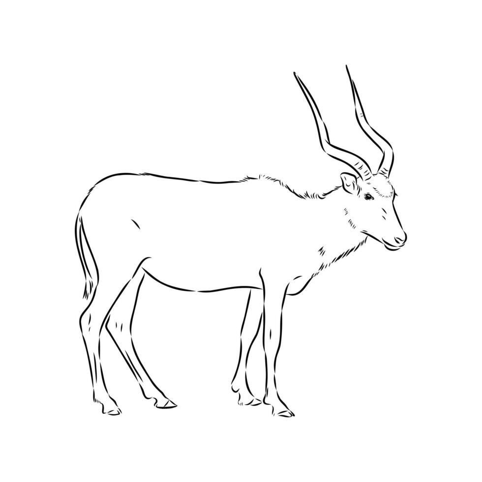 Antelope addax drawing vector