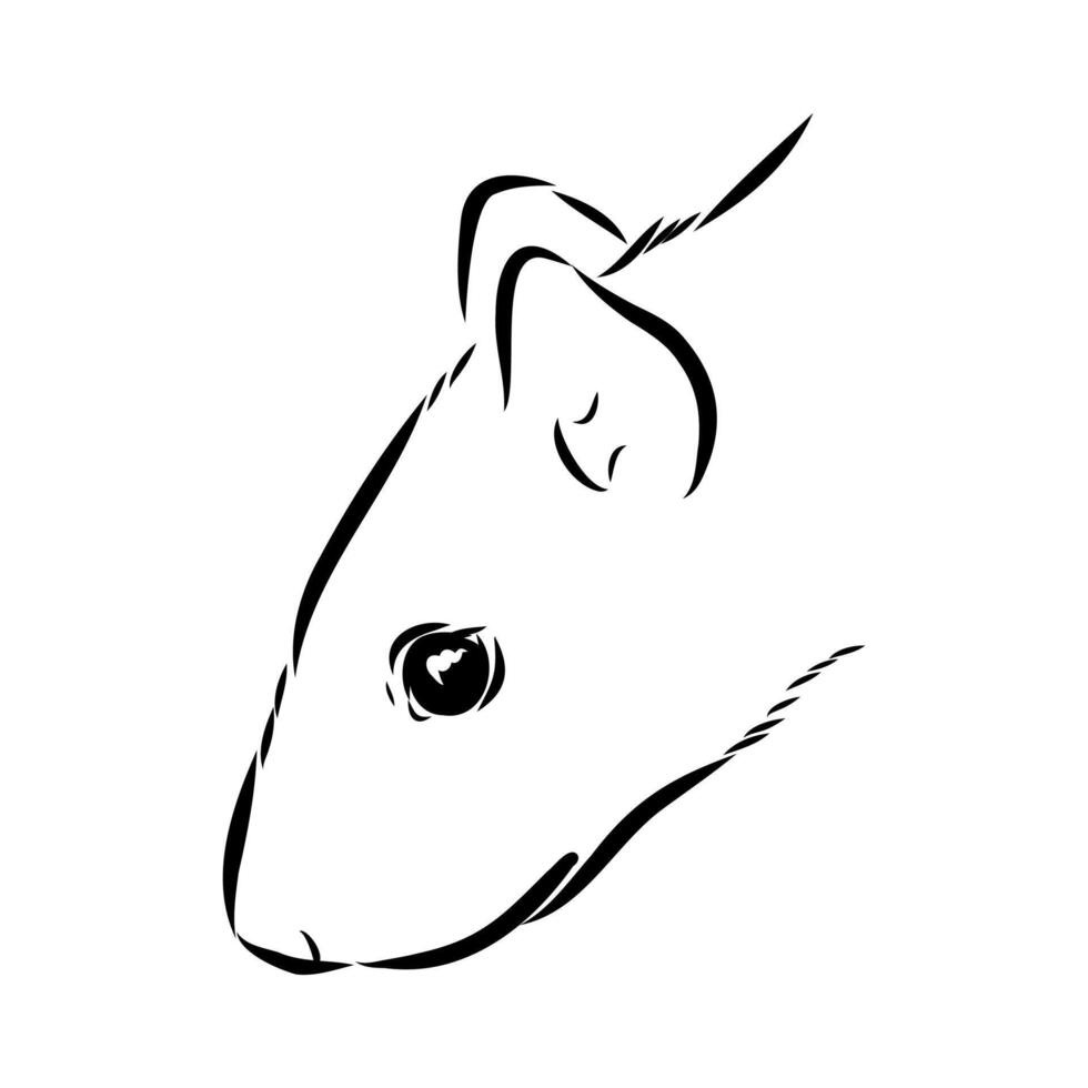 The head of the South American rodent agouti is hand-drawn vector