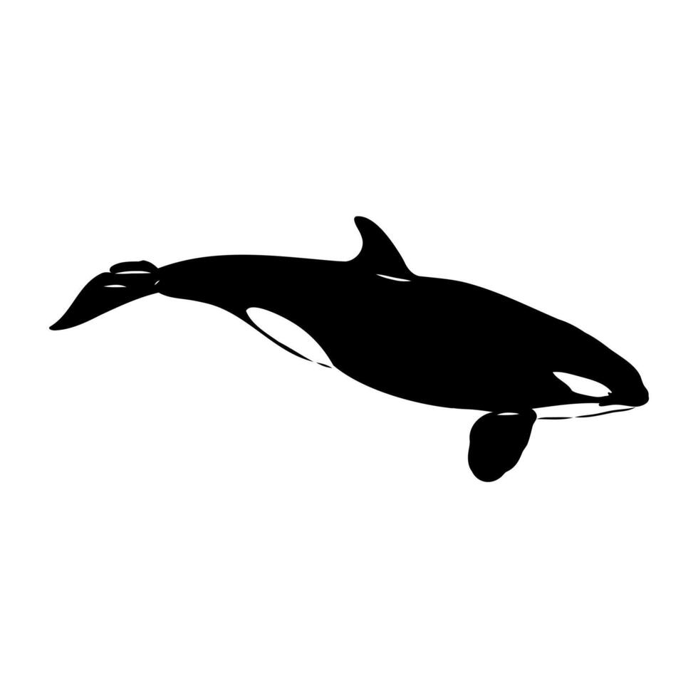 marine predator killer whale vector