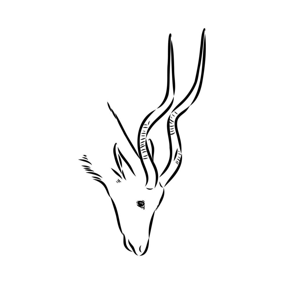 The head of a rare addax antelope vector
