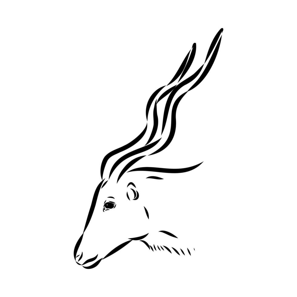 Antelope head addax drawing vector