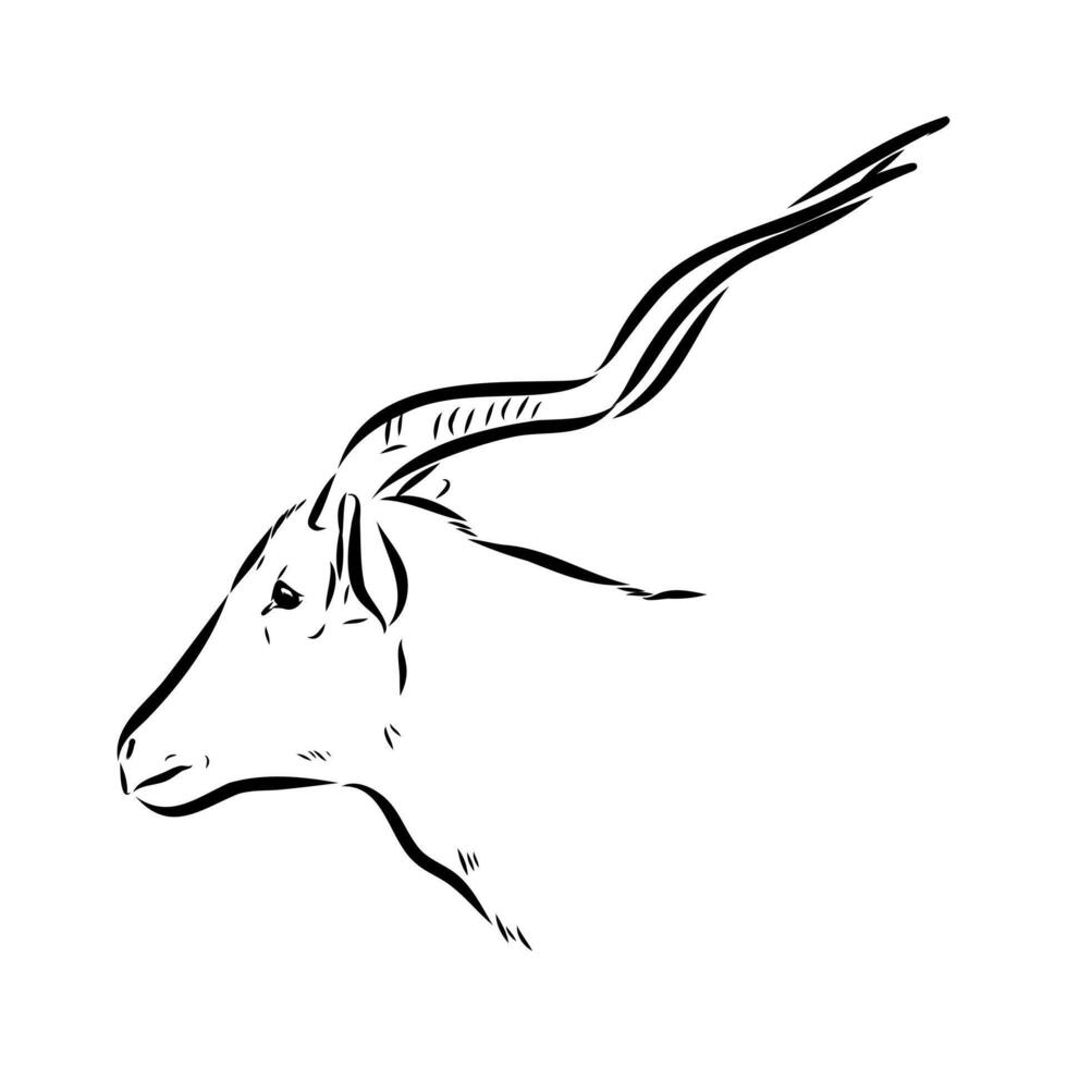 Antelope addax sketch vector