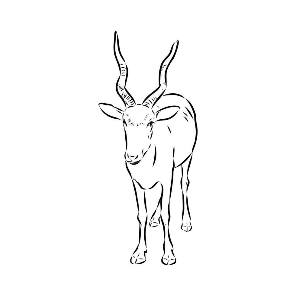 Antelope Addax black and white sketch vector