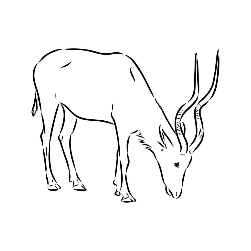 The endangered Addax antelope vector