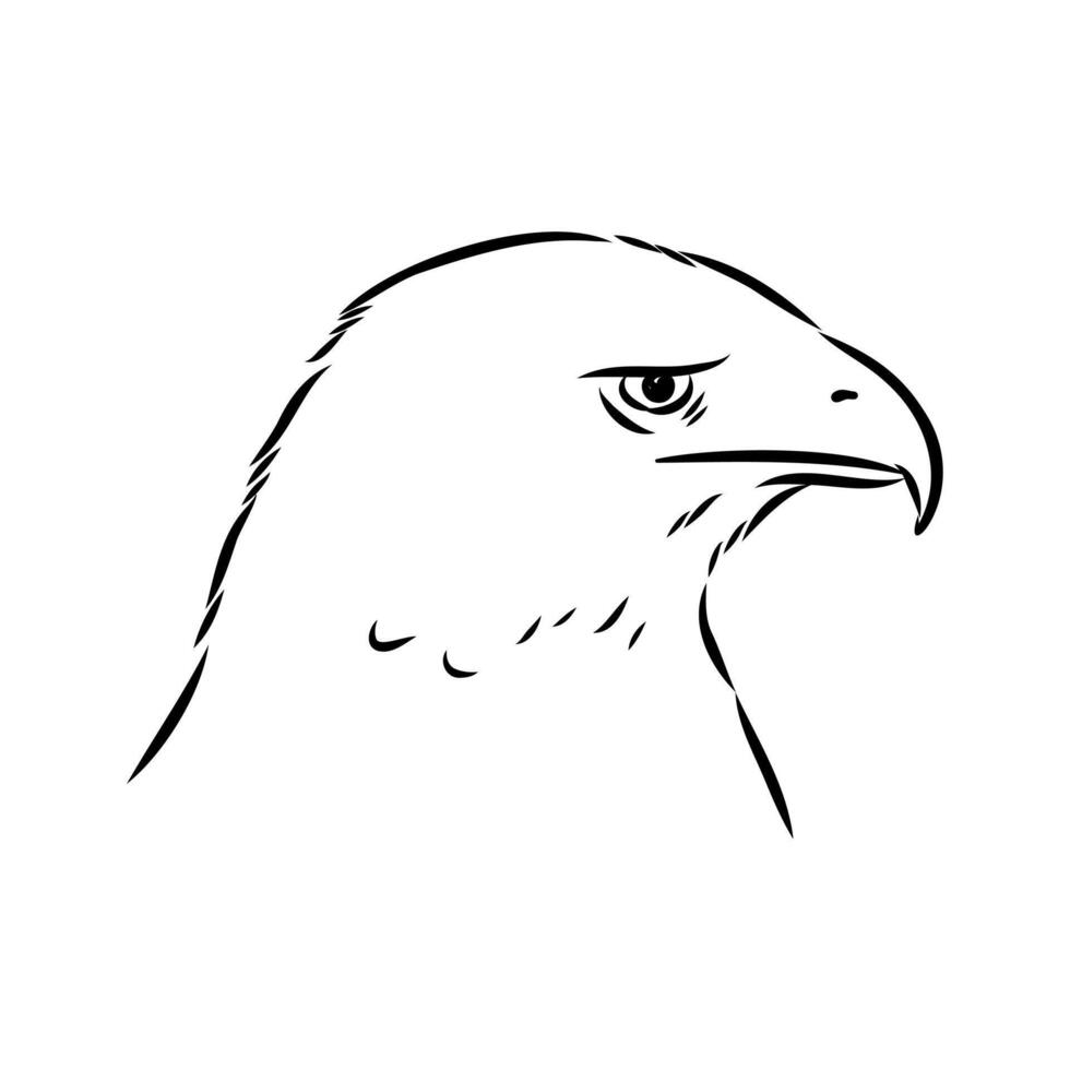 The head of the eagle buzzard aguya drawing vector