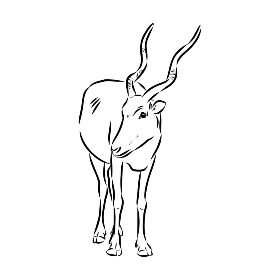 The rare endangered addax antelope vector