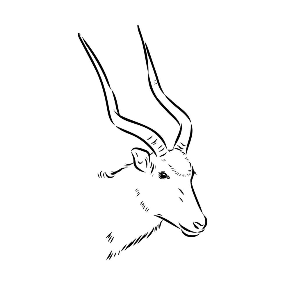 Antelope addax hand sketch vector