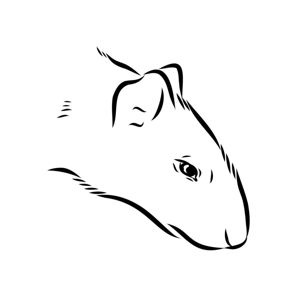South American rodent agouti handmade drawing vector