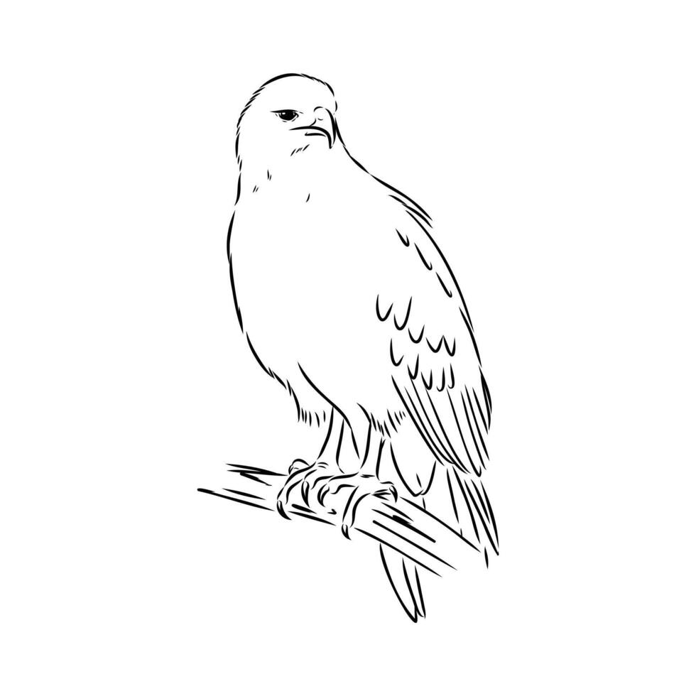 predatory eagle buzzard aguya handmade sketch vector
