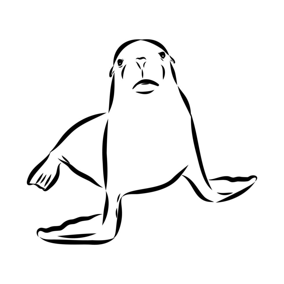 pinniped sea lion vector