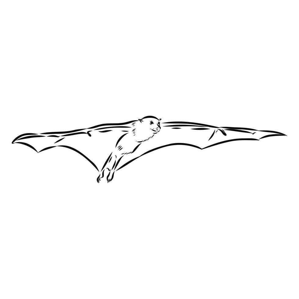 bat flying fox black and white drawing vector