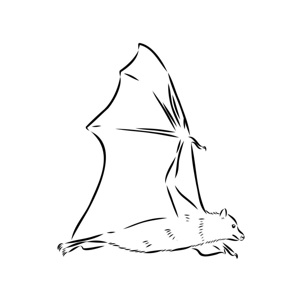 bat flying fox sketch vector