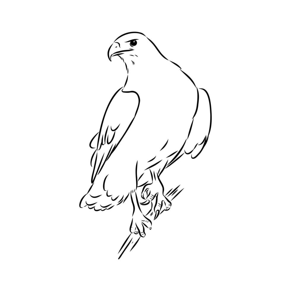 eagle buzzard of aguya vector