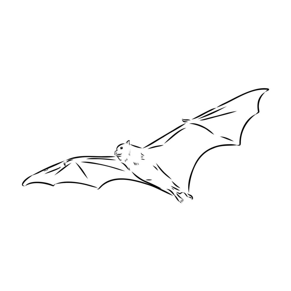 large winged flying fox vector