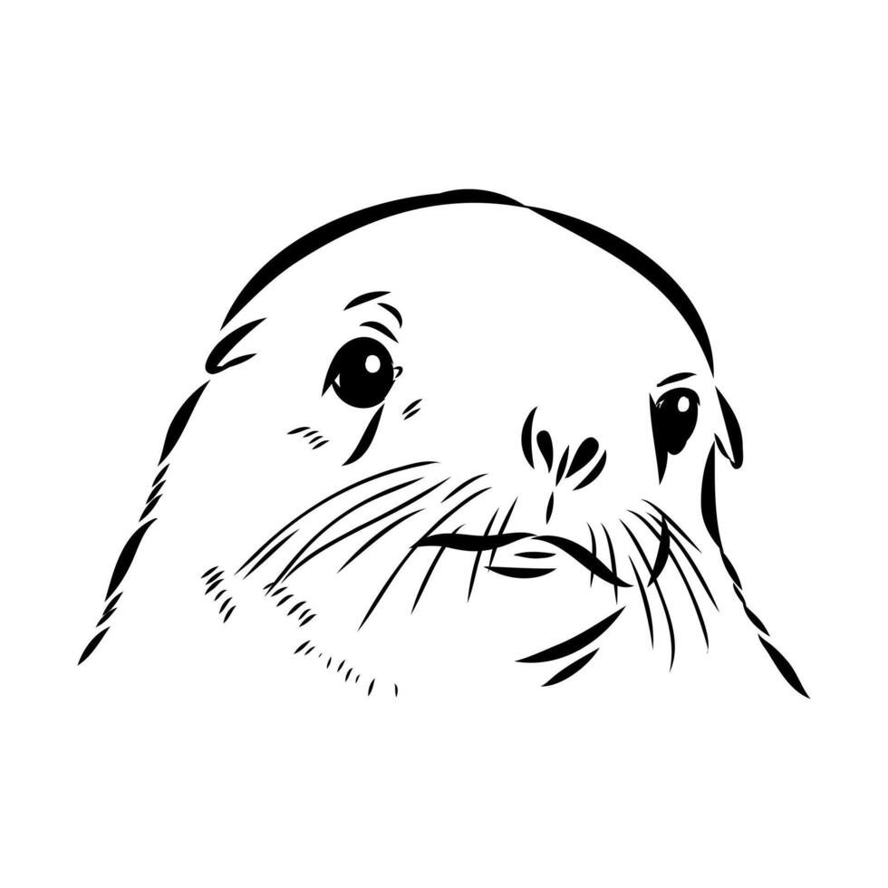 mammalian sea lion head sketch vector