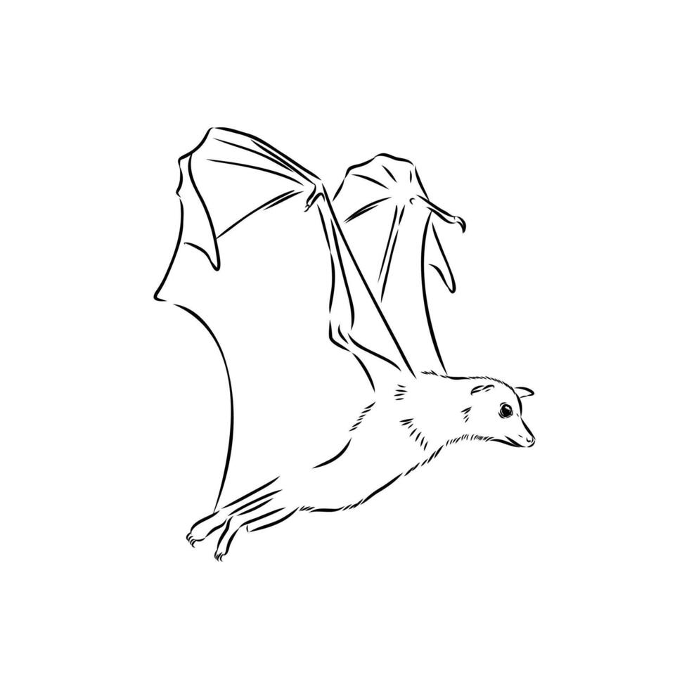 bat flying fox hand drawing vector