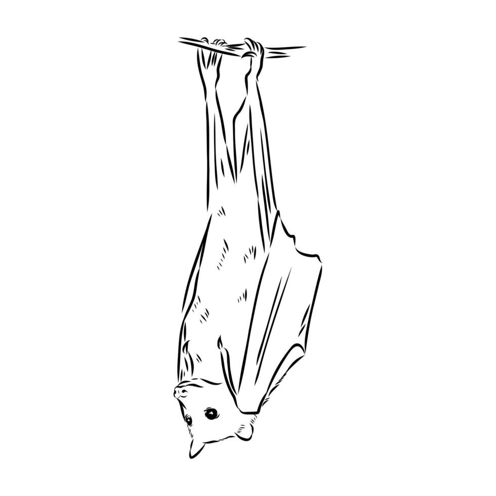 large bat flying fox black and white sketch vector