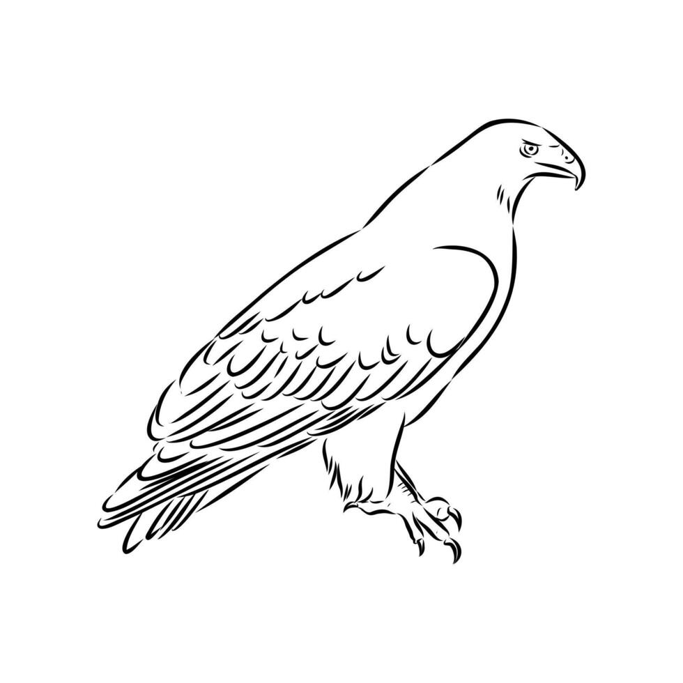 Eagle buzzard aguya drawing vector
