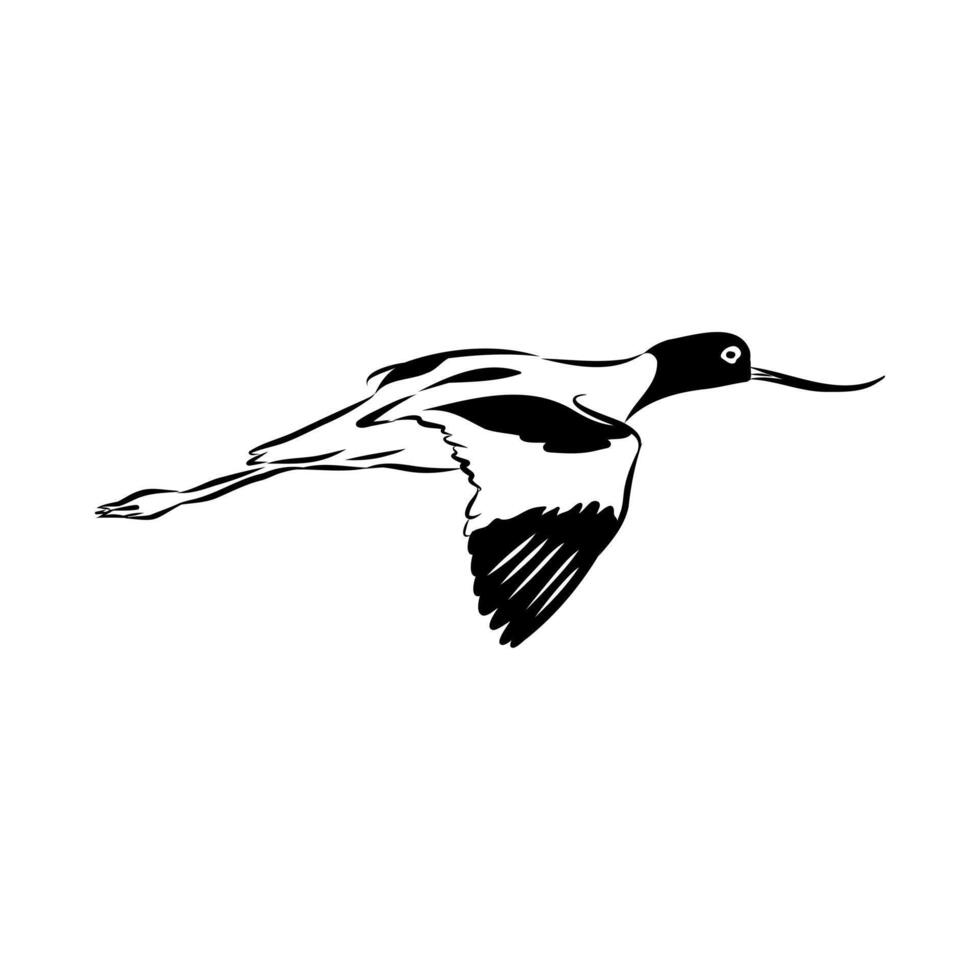 wading bird sandpiper sketch vector