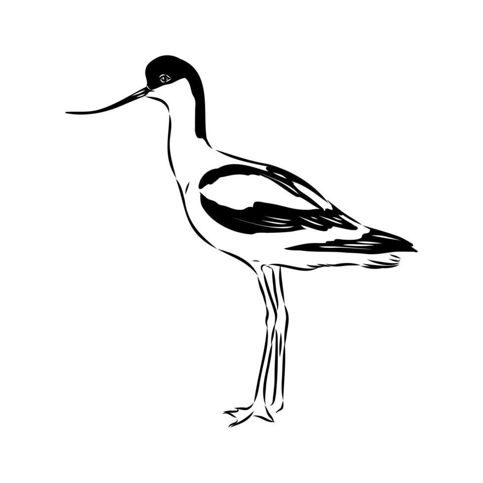 small wading bird sandpiper sketch vector