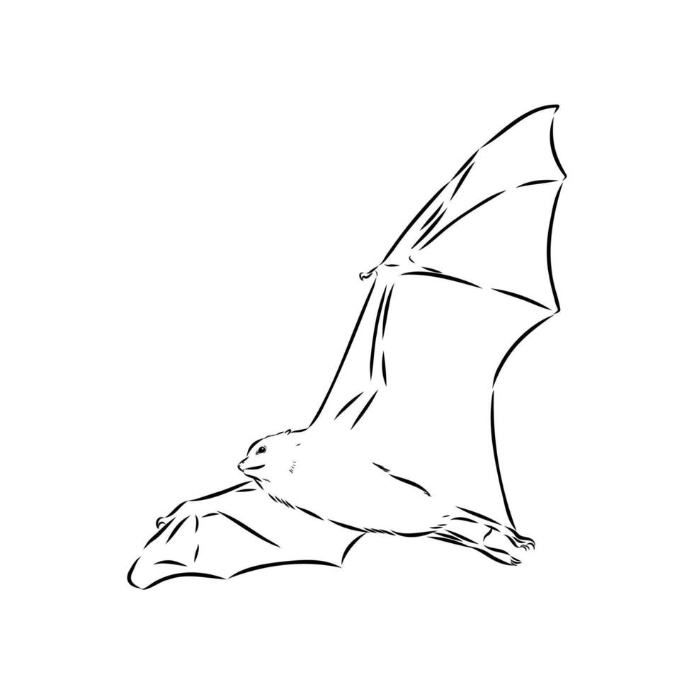 bat flying fox hand sketch vector
