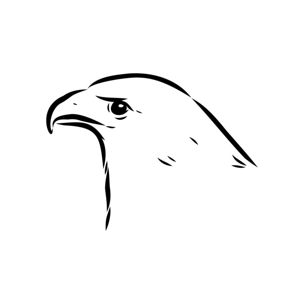 Agua eagle buzzard head handmade sketch vector