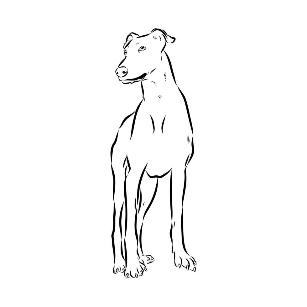 African greyhound dog sketch vector