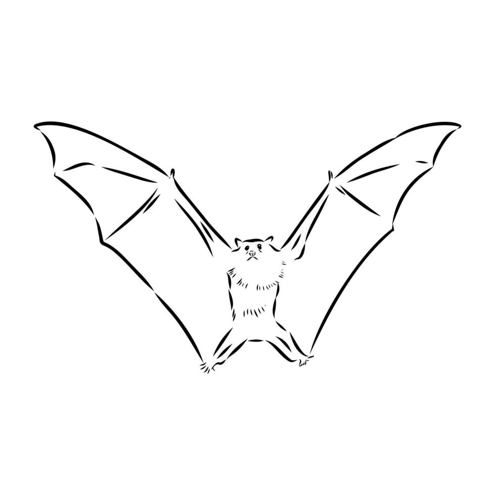 large winged flying fox sketch vector