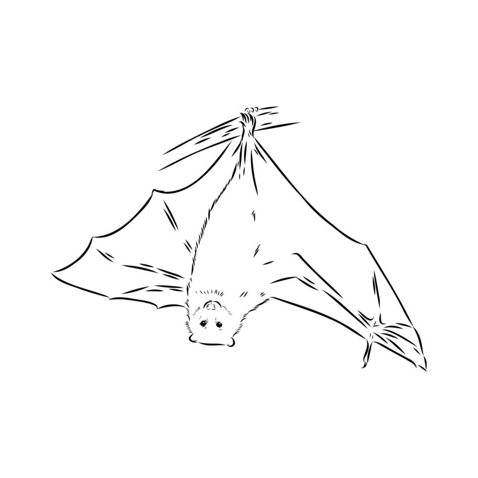 bat flying fox black and white sketch vector