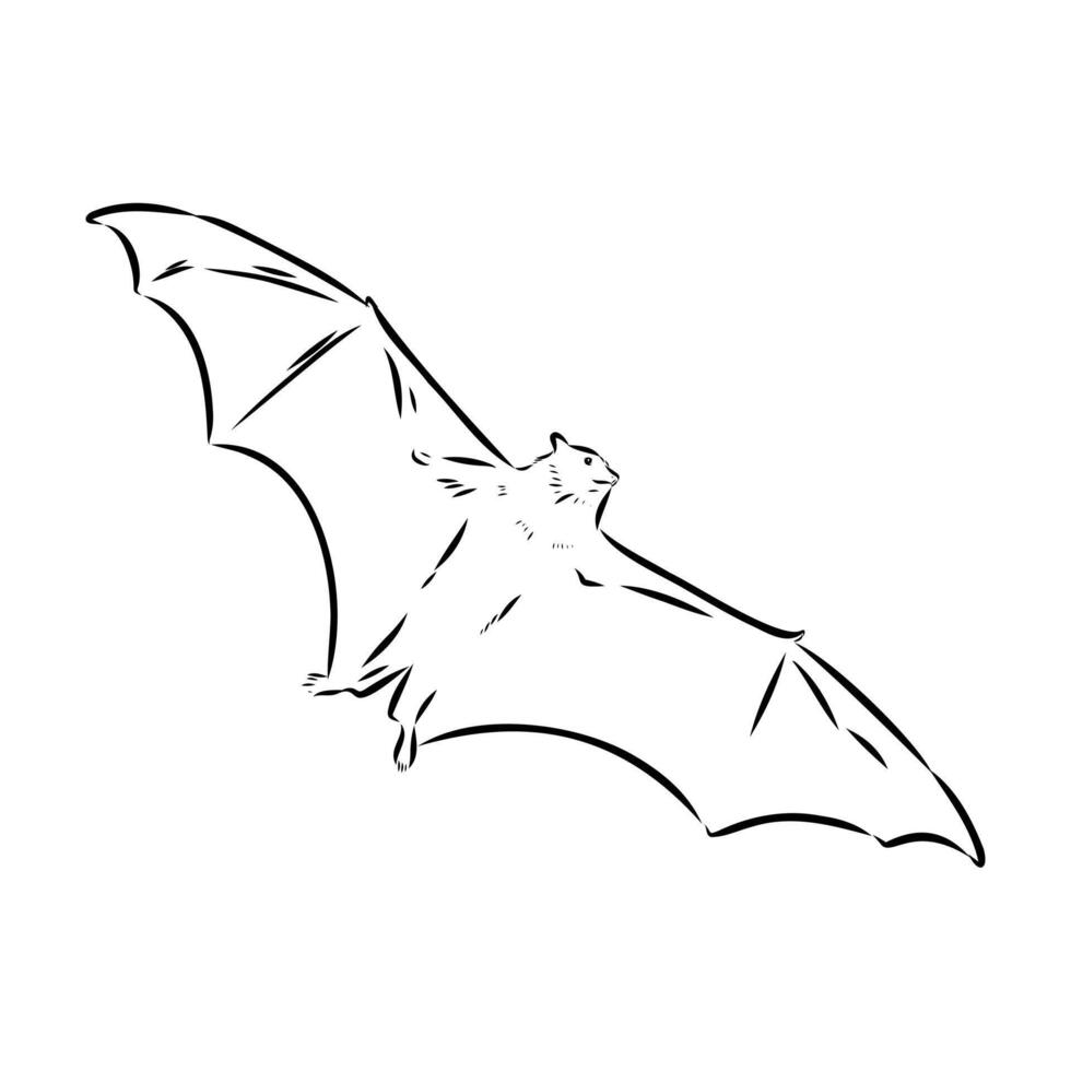 The flying fox bat vector