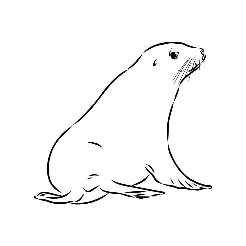 pinniped mammal sea lion vector
