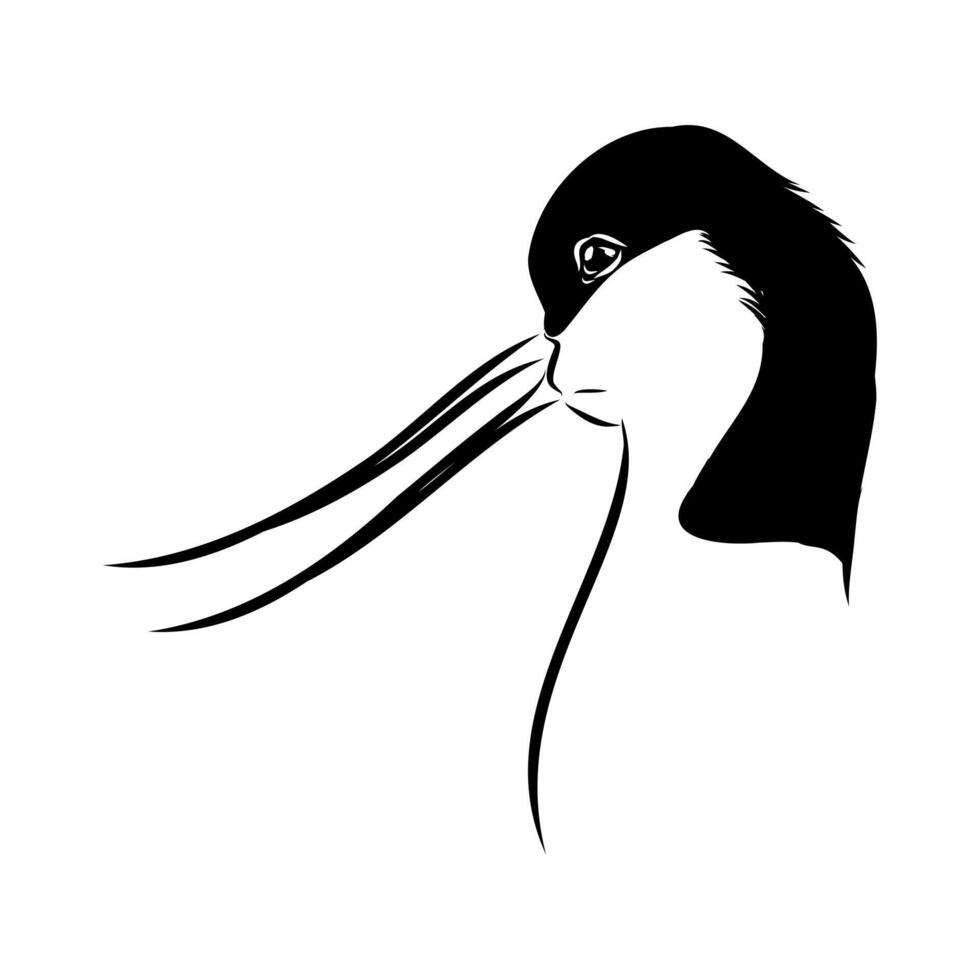 sandpiper bird head black and white sketch vector