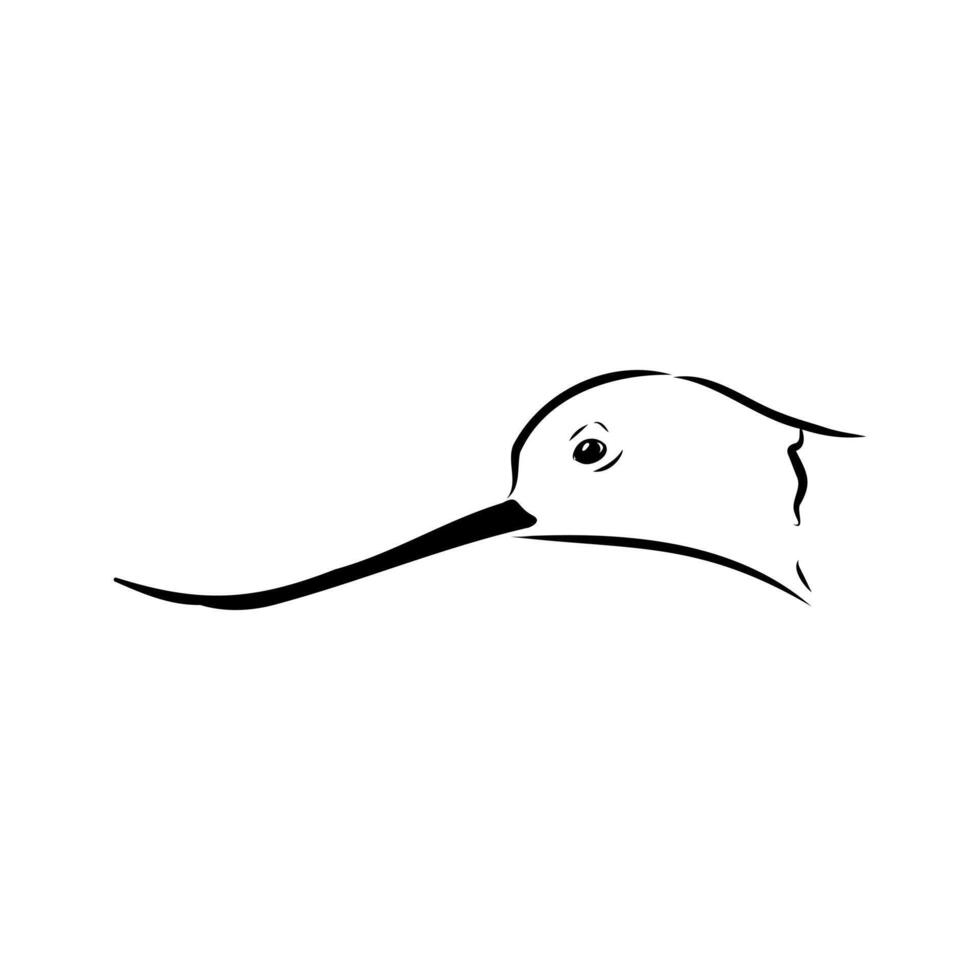 The head of a small sandpiper bird vector