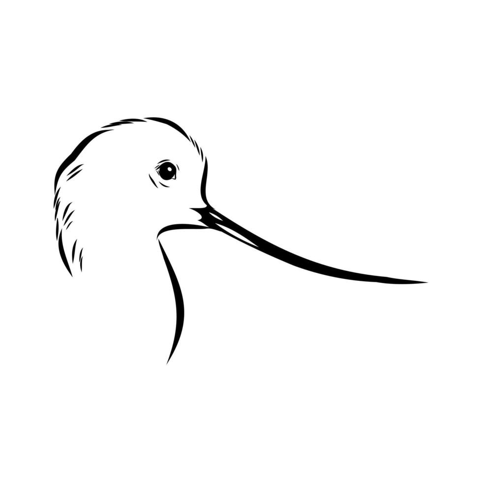 Bird's head sandpiper drawing vector