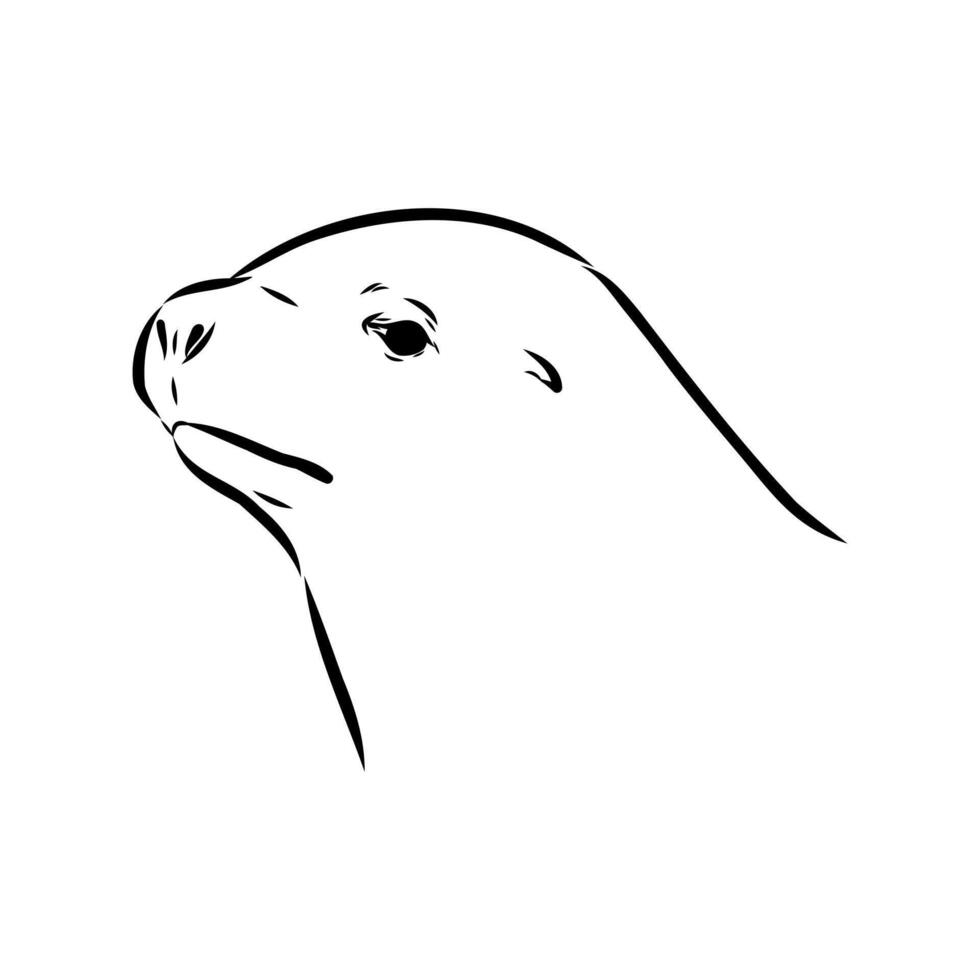 the head of a mammalian sea lion vector